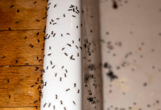 Best Pest Removal Services  in Waterloo, IN