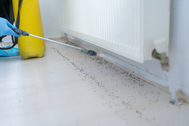 Best Termite Control Services  in Waterloo, IN